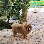Liberan Σπίτι διακοπών Vela Luka