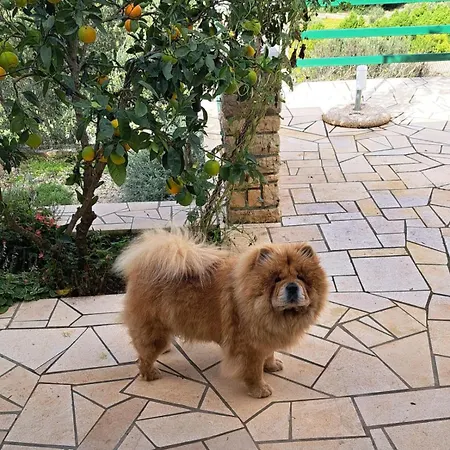 Liberan Casa vacanze Vela Luka